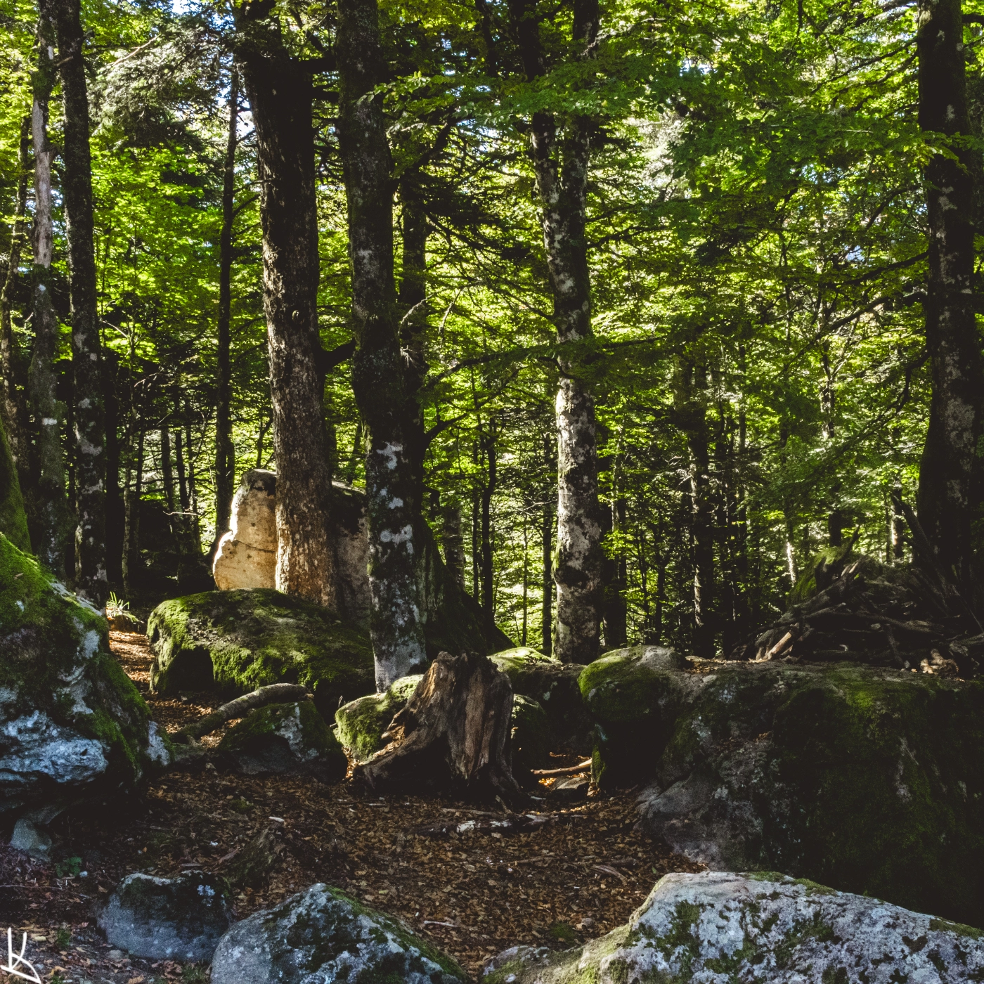 Dans la forêt du Grand Pré